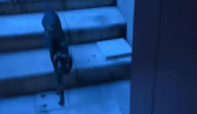 My sister found a bunch of stray cats. I didn't think she'd come to the door that night