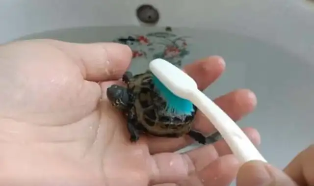 How does it feel to brush a turtle's shell