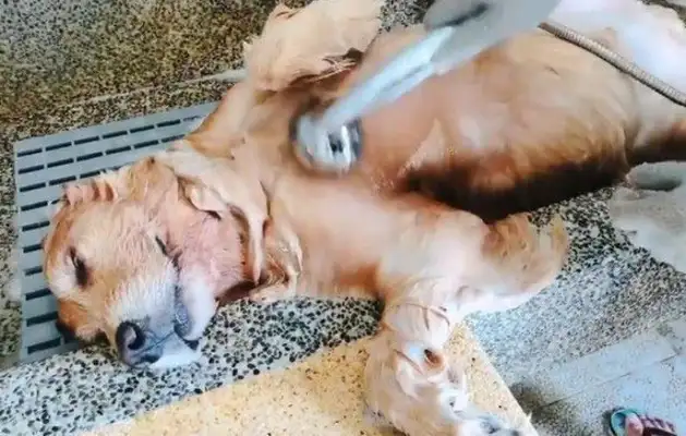 Best bathing model. Great bathing dog