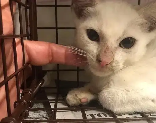 Mama was chased after stealing snacks, couldn't take the cat, but the cat was saved by a photograph