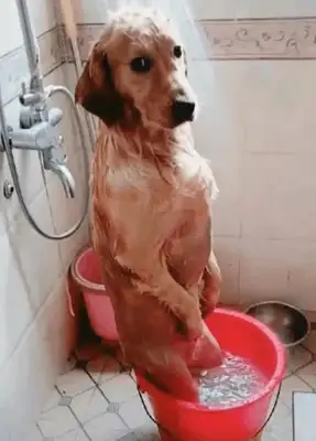 Blonde rolls out, comes home full of sand and asks for a bath