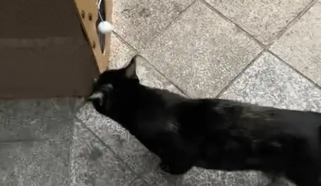 My sister found a bunch of stray cats. I didn't think she'd come to the door that night