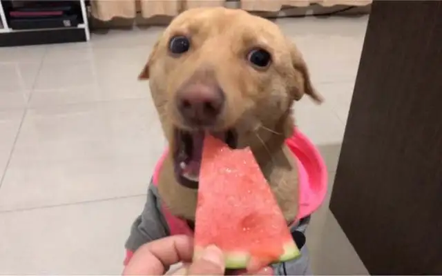 Do dogs eat watermelon