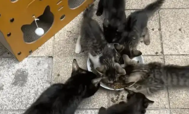 My sister found a bunch of stray cats. I didn't think she'd come to the door that night