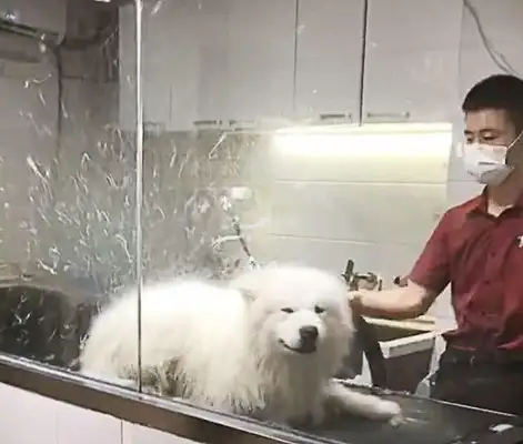 He took Samoye to the bath and suddenly felt a chill when he blew