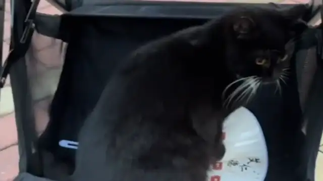 The girl walked down the stairs and found a cat sitting under the van