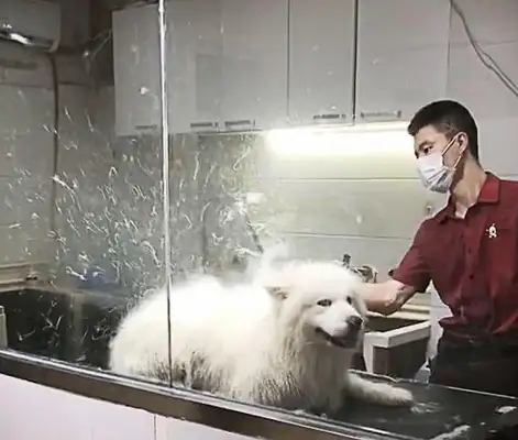 Does a teddy dog learn to swim