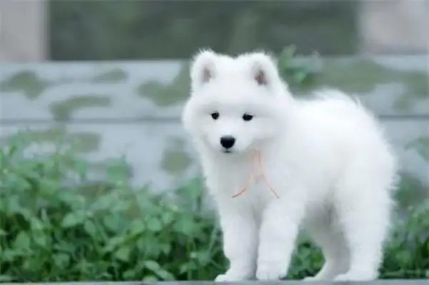 He took Samoye to the bath and suddenly felt a chill when he blew
