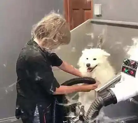Take Samoye to the bath. It's like he's gonna get blacked out