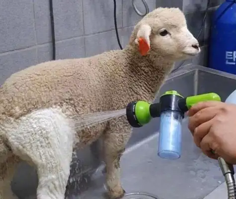 It's the first time a sheep has taken a bath, and when he's done, he says he's going to have to raise money