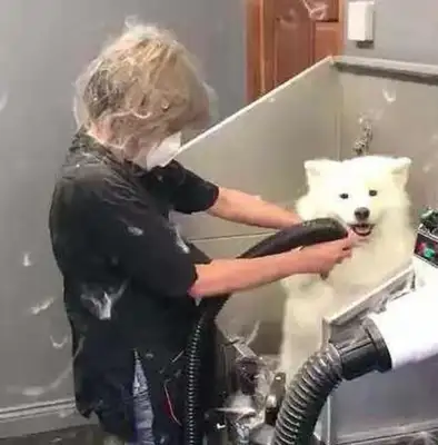Take Samoye to the bath. It's like he's gonna get blacked out