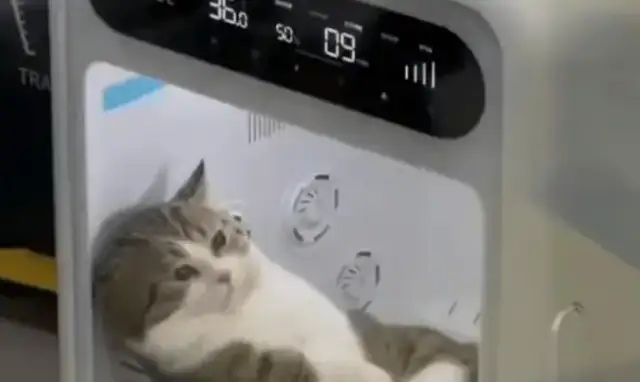 After taking a bath for the cat, she put the cat in the dryer and forgot the time