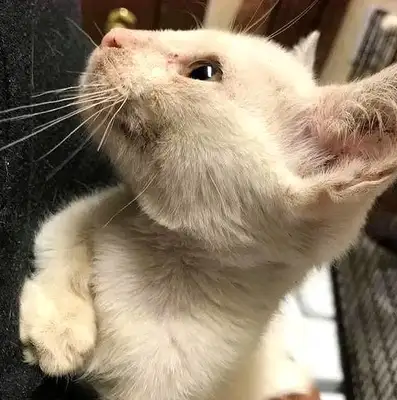 Mama was chased after stealing snacks, couldn't take the cat, but the cat was saved by a photograph