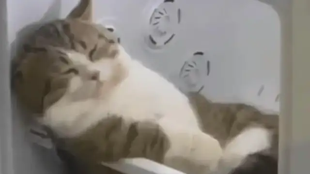 After taking a bath for the cat, she put the cat in the dryer and forgot the time