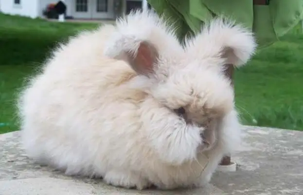 Does Big Angolan Rabbit recognize master