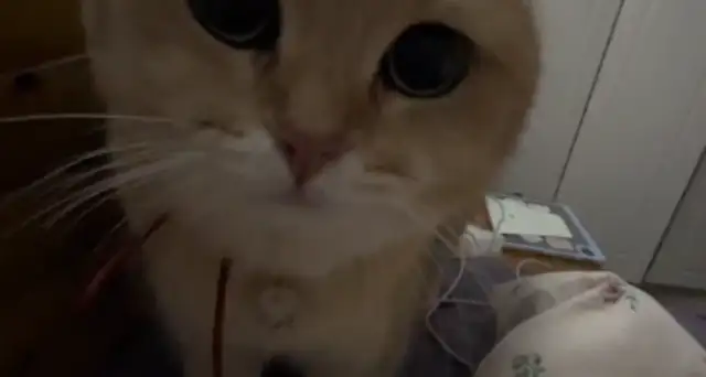 Women practiced their tongues at home and cats were worried and confused. Cat: It's saliva when it's cured