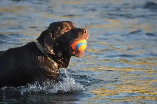 What bath do you use to bathe in Labrador? How do you choose