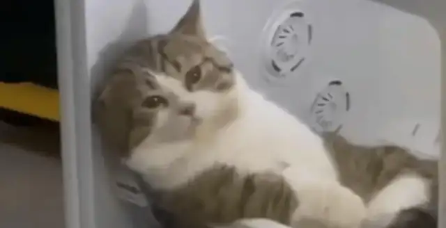 After taking a bath for the cat, she put the cat in the dryer and forgot the time