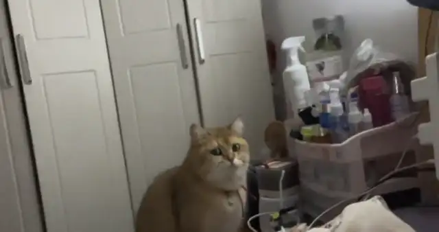 Women practiced their tongues at home and cats were worried and confused. Cat: It's saliva when it's cured