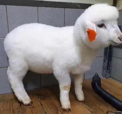 It's the first time a sheep has taken a bath, and when he's done, he says he's going to have to raise money