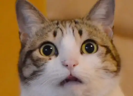 In the shower, there was a loud sound in the living room