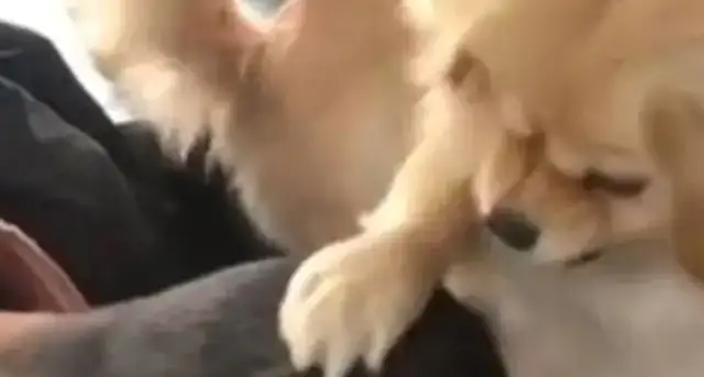 The dog saw his master bowing down, "Sniffing for snacks," and he couldn't get upset