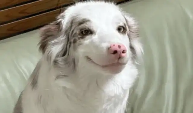 The netizens came home to find out that the look on the edges was wrong and everyone knew about the dogs