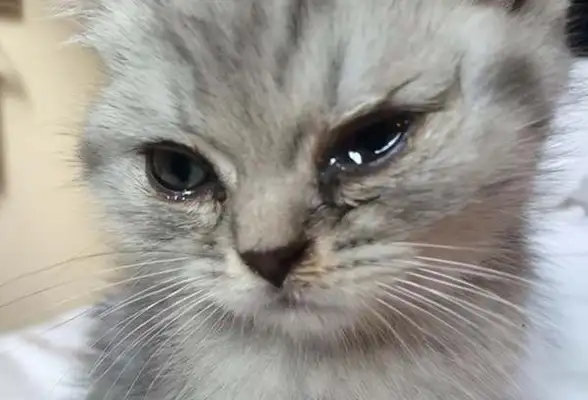 How do you clean up the cat tears? The cat's tearing away the magic trick