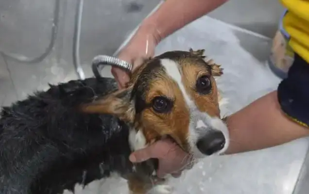 How about a dog general's pet shower