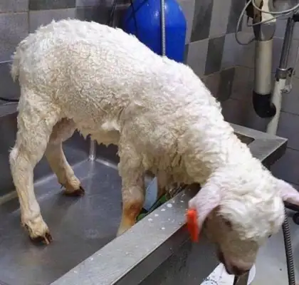 It's the first time a sheep has taken a bath, and when he's done, he says he's going to have to raise money