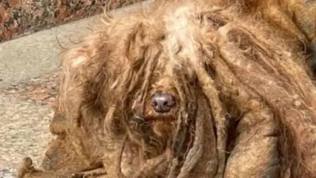 Teddy's dog hasn't bathed in six years, and his hair's a dead end. It's..