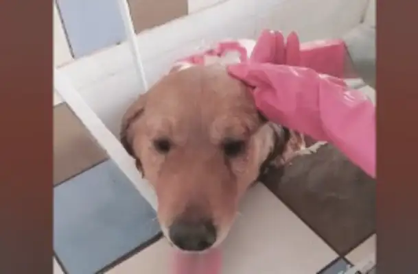 A month in the country, when he was taken to a bath by a passionate man, he was happy like a child