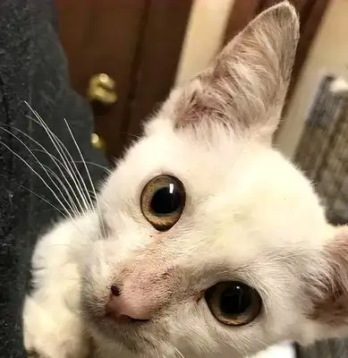 Mama was chased after stealing snacks, couldn't take the cat, but the cat was saved by a photograph