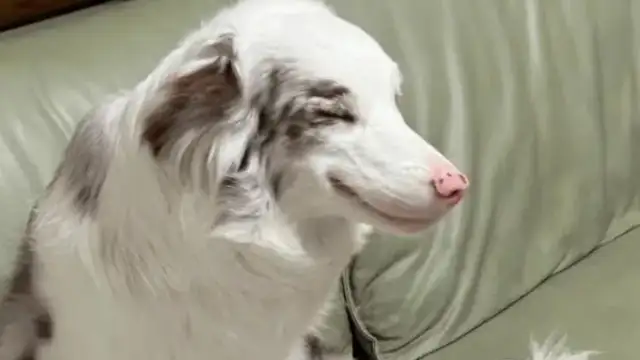 The netizens came home to find out that the look on the edges was wrong and everyone knew about the dogs