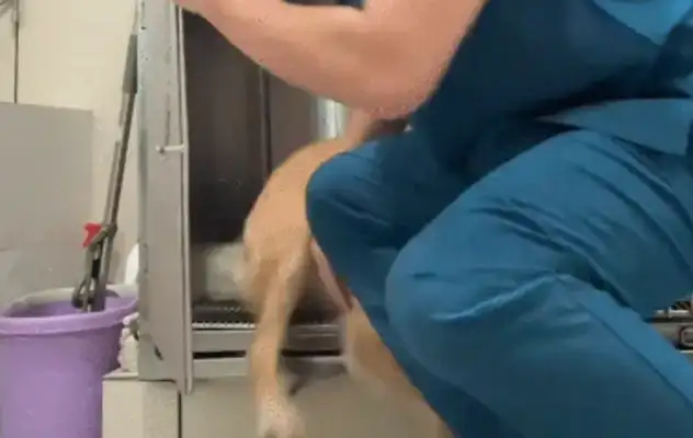 The little brother at the pet hospital tried to put the dog in a cage, and the dog kept running