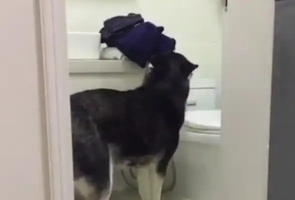 Take away all his clothes and pants while the master is in the shower. The master wants to eat dog meat