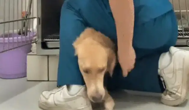 The little brother at the pet hospital tried to put the dog in a cage, and the dog kept running