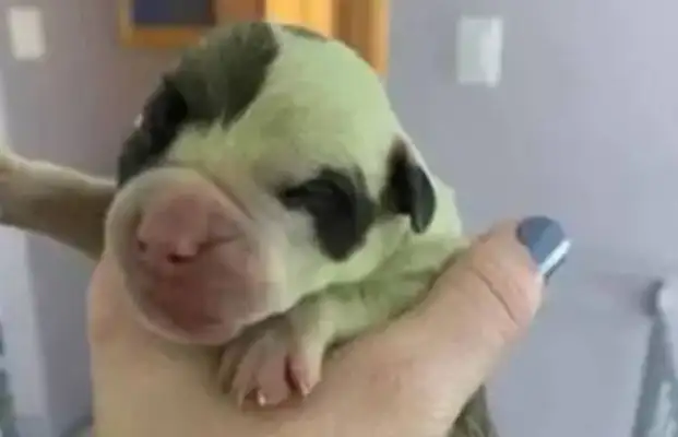 The bulldog gave birth to eight dogs, but one of them was green