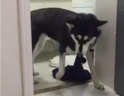 Take away all his clothes and pants while the master is in the shower. The master wants to eat dog meat