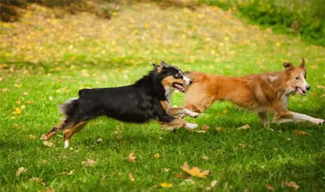 How do you play with a dog