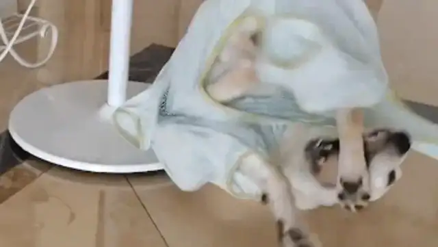 The woman bought the dog's clothes and the dog was wrestling. Dog: The clothes bite