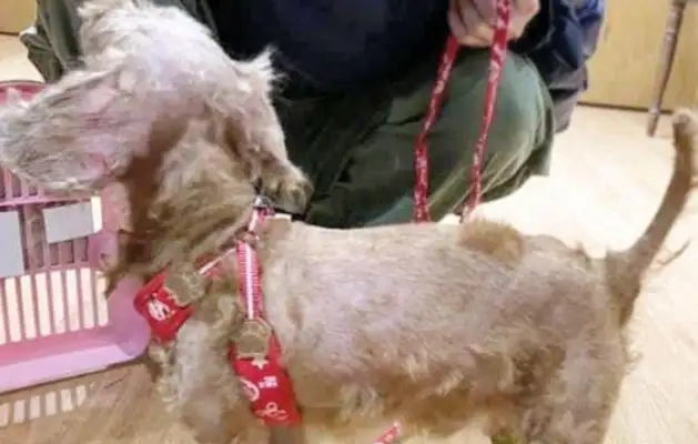 Teddy's dog hasn't bathed in six years, and his hair's a dead end. It's..
