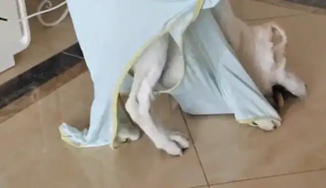 The woman bought the dog's clothes and the dog was wrestling. Dog: The clothes bite