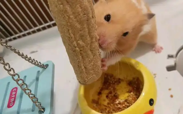 What's best for hamsters to grind their teeth
