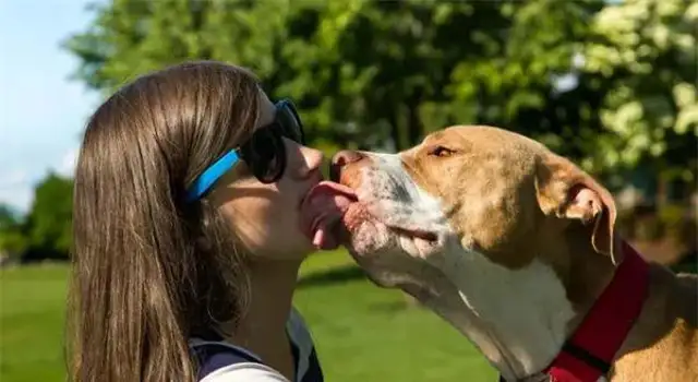 Twenty-one interesting and popular dog techniques that dogs can train