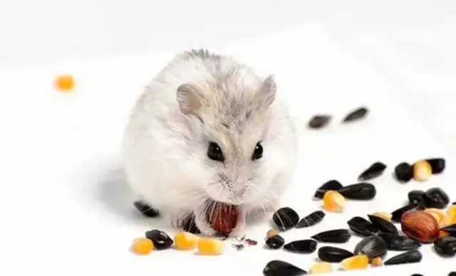 What's best for hamsters to grind their teeth