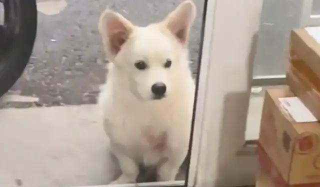 A girl's home always comes to a stray dog to eat and drink