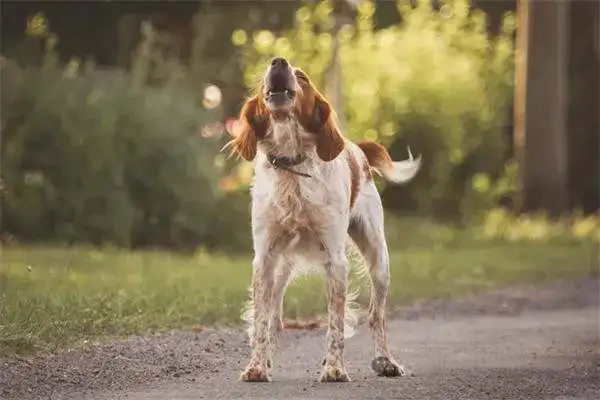 Twenty-one interesting and popular dog techniques that dogs can train