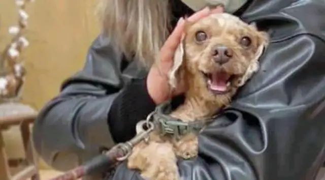 Teddy's dog hasn't bathed in six years, and his hair's a dead end. It's..