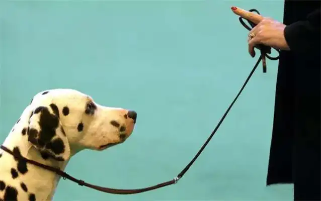 Twenty-one interesting and popular dog techniques that dogs can train